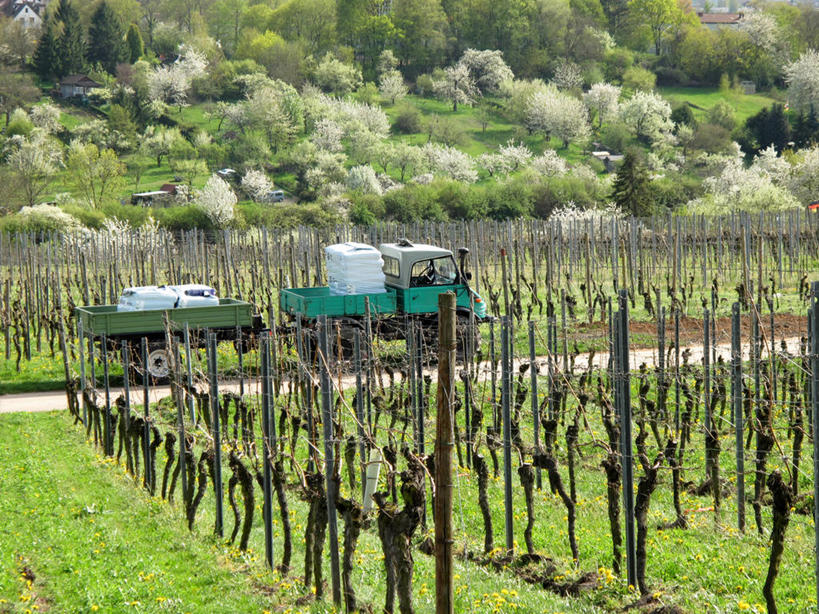 无人,横图,室外,白天,农业,卡车,德国,欧洲,一排,整齐,田地,葡萄园,草,排列,自然,运输,摄影,生长,西欧,队列,斯图加特,德意志联邦共和国,巴登.符腾堡,巴登.符腾堡州,巴符州,彩图