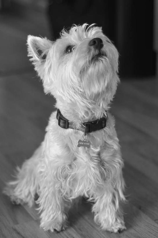 无人,坐,竖图,黑白,室内,宠物,狗,英国,梗犬,动物,向上看,家畜,可爱,摄影,西高地白梗,忠诚,犬,西部高地白梗,宠物项圈