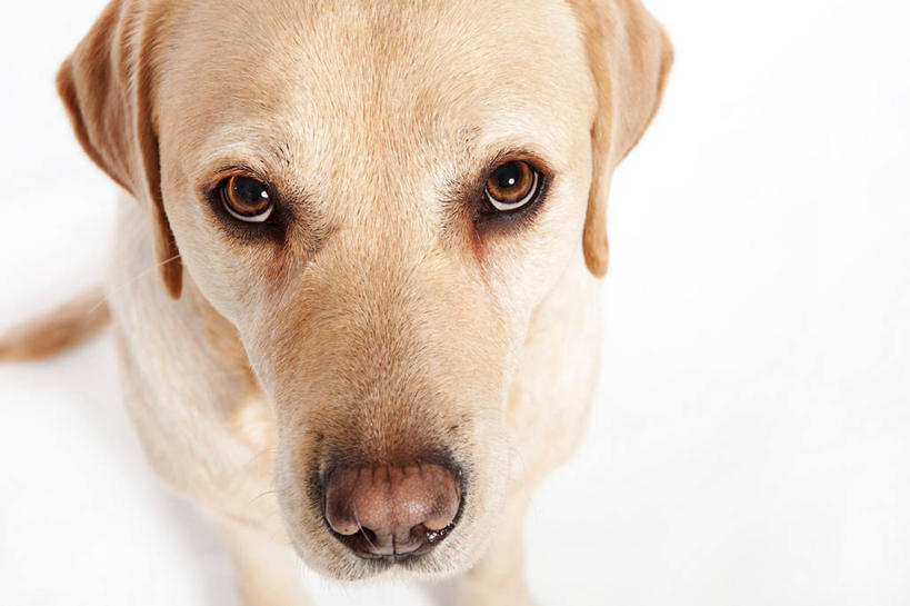无人,横图,特写,白色背景,宠物,狗,英国,首都,拉布拉多,拉布拉多猎犬,动物,家畜,可爱,摄影,部分,肖像,拉布拉多犬,忠诚,犬,彩图,影棚拍摄