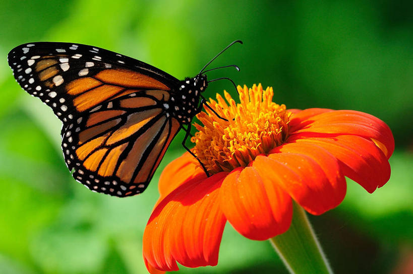 无人,植物园,横图,室外,特写,白天,美景,野生动物,蝴蝶,美国,盛开,景观,茎,花蕾,花,花瓣,花朵,鲜花,一朵,自然,动物,花苞,花蕊,橙色,景色,摄影,生长,黑脉金斑蝶,自然风光,授粉,夏威夷群岛,太平洋岛屿,彩图