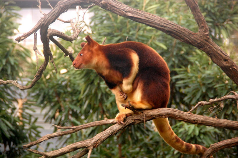 无人,横图,室外,白天,袋鼠,野生动物,澳大利亚,枝,树,动物,摄影,悉尼,机敏,彩图