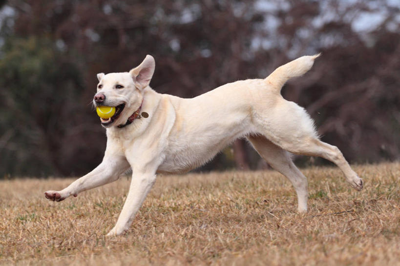 无人,公园,跑,横图,室外,白天,宠物,狗,澳大利亚,球,草,家畜,摄影,叼着,拉布拉多犬,新南威尔士,彩图