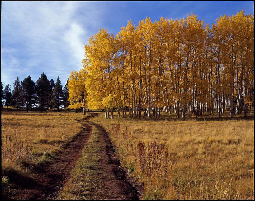 无人,横图,室外,白天,美景,美国,地形,景观,云,草,树,天空,自然,景色,摄影,宁静,亚利桑那,自然风光,改变,旗杆市,秋天,彩图