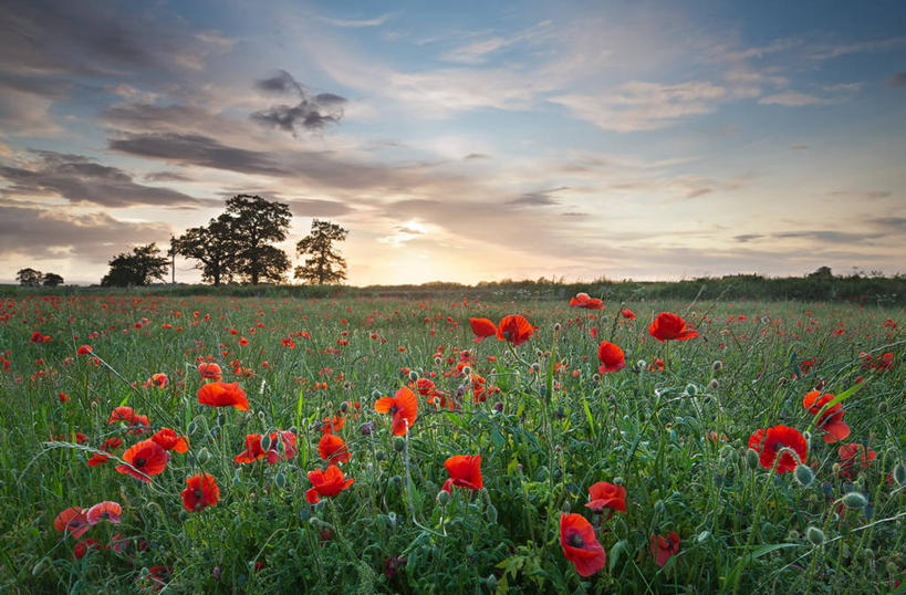 无人,横图,室外,白天,美景,英国,地形,景观,田地,云,花,树,红色,天空,自然,景色,摄影,生长,宁静,自然风光,北约克郡,彩图