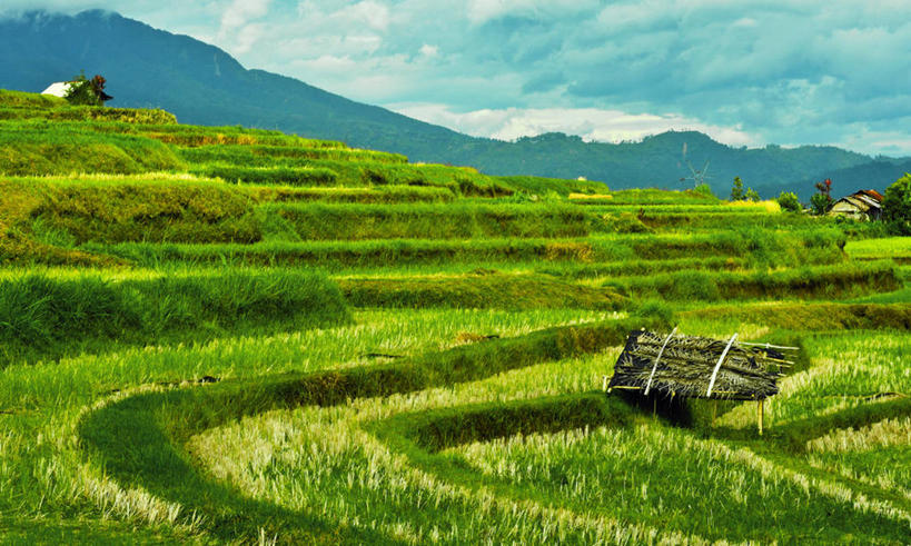 无人,横图,室外,白天,农业,山,印度尼西亚,房屋,稻田,地形,云,草,天空,自然,摄影,生长,宁静,苏门答腊岛,农舍,彩图