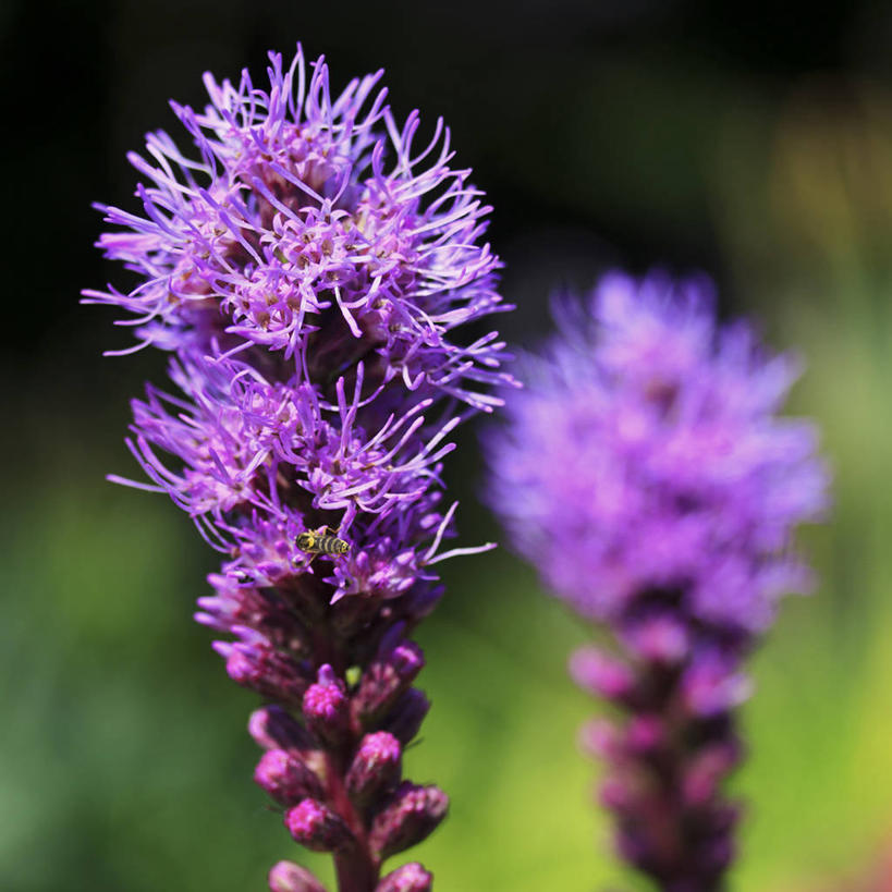 无人,方图,室外,白天,野生动物,蜜蜂,昆虫,花,紫色,摄影,脆弱,清新,授粉,彩图