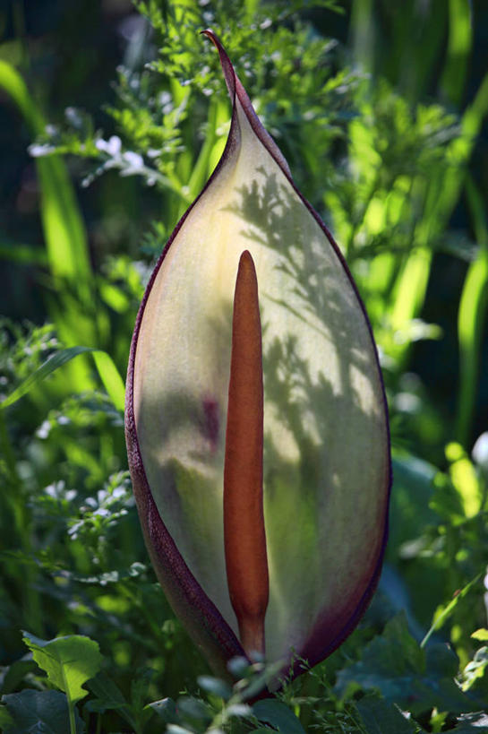 无人,竖图,室外,特写,白天,叶子,日光,希腊,野花,自然,摄影,生长,脆弱,清新,克里特岛,彩图