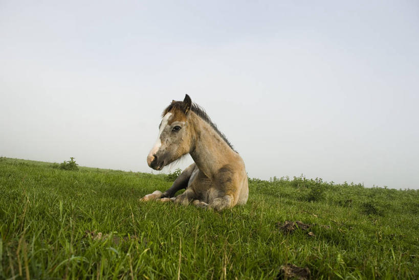 无人,躺,横图,室外,白天,马,英国,草,天空,自然,动物,家畜,放松,摄影,牲畜,驹,牛津郡,彩图
