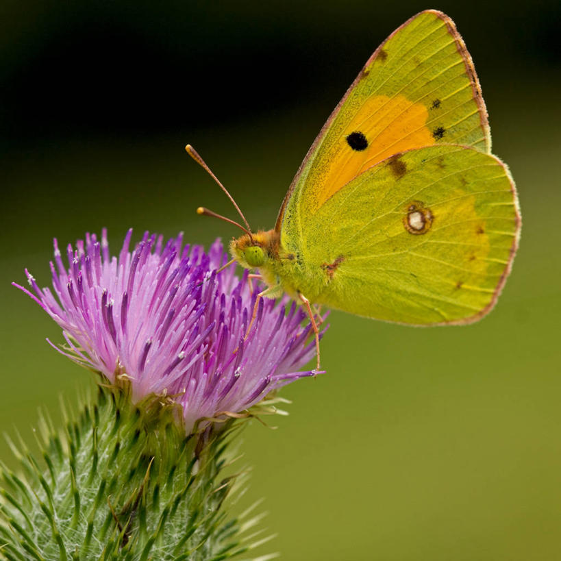 无人,方图,室外,特写,白天,野生动物,蝴蝶,法国,昆虫,黄色,自然,蓟,摄影,生长,脆弱,利穆赞,彩图