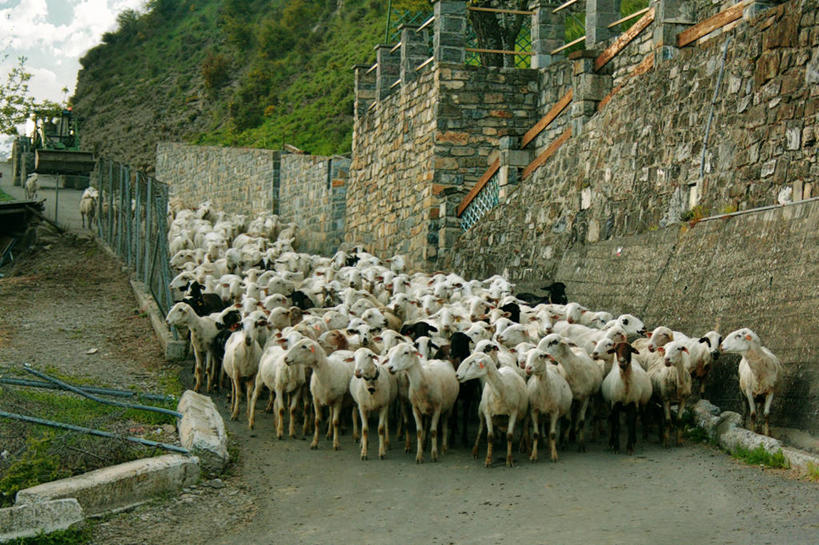 无人,栏杆,横图,室外,白天,西班牙,一群,许多,悬崖,羊群,很多,石墙,台阶,动物,家畜,摄影,牲畜,韦斯卡,绵羊,彩图