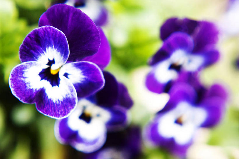 无人,横图,室外,特写,白天,紫罗兰,英国,花,紫色,白色,自然,摄影,园林,脆弱,清新,彩图