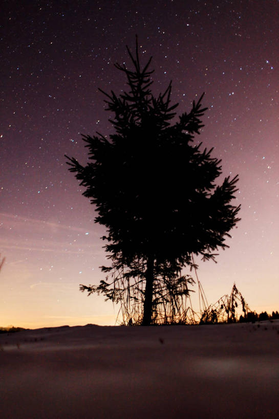 无人,竖图,室外,夜晚,美景,德国,地形,景观,星星,树,天空,自然,景色,摄影,宁静,自然风光,杉树,剪影,巴伐利亚,彩图,独处
