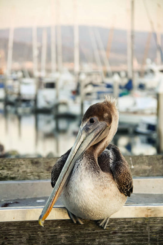 无人,码头,竖图,室外,特写,白天,野生动物,美国,鸟类,摄影,鹈鹕,彩图,半月湾