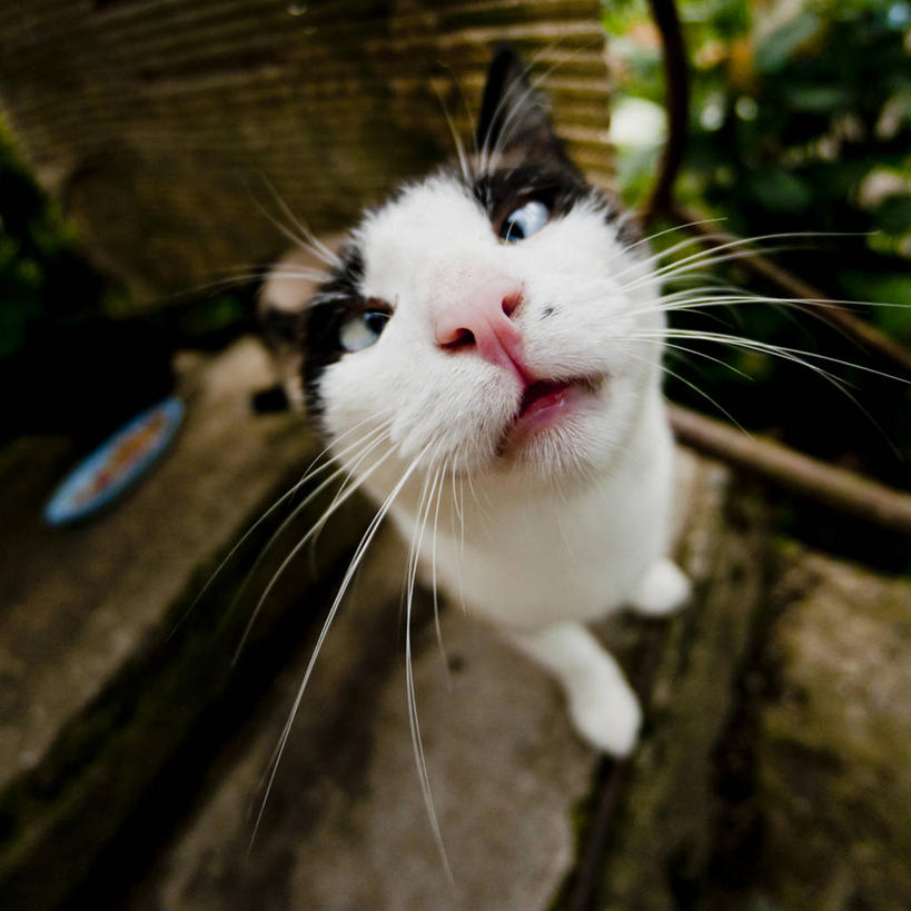 无人,方图,室内,特写,宠物,猫,家畜,摄影,立陶宛共和国,彩图