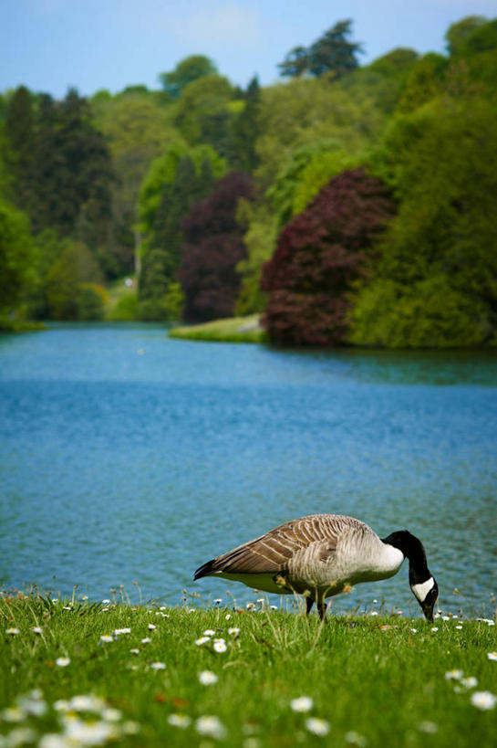 无人,竖图,室外,白天,湖,水,鹅,野生动物,英国,波纹,鸟类,草,雏菊,树,天空,自然,摄影,生长,彩图