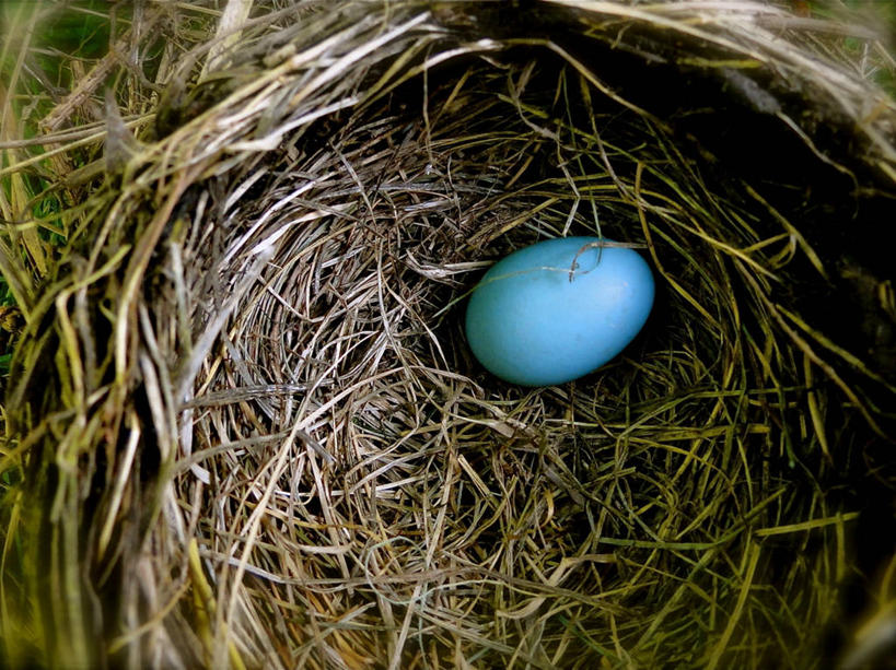 无人,横图,室外,特写,白天,加拿大,鸟巢,蓝色,摄影,关爱,卵,开端,彩图