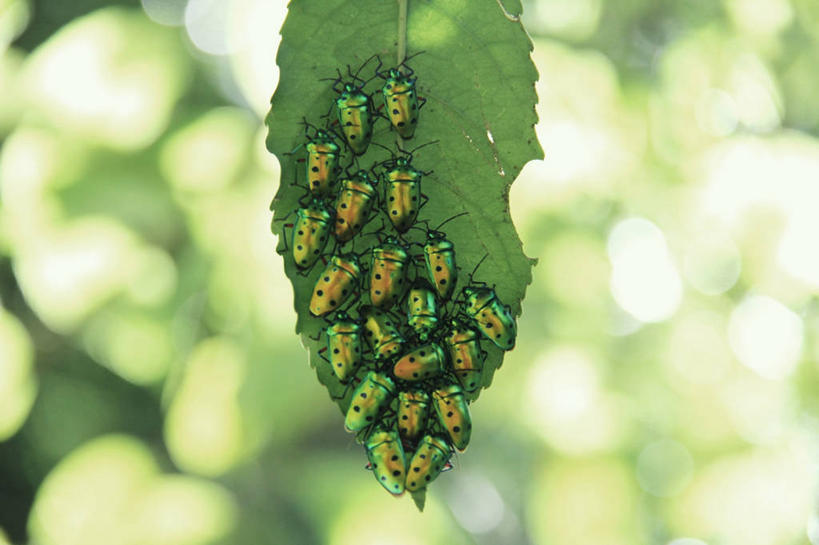 无人,横图,室外,特写,白天,野生动物,叶子,日本,一群,许多,很多,树,摄影,甲虫,彩图