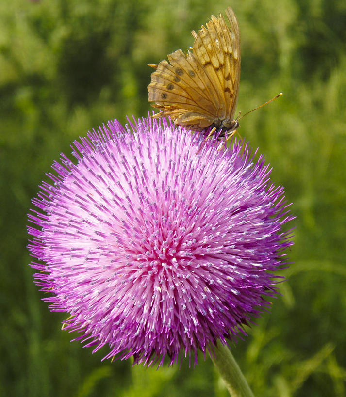 无人,坐,竖图,室外,特写,白天,野生动物,蝴蝶,美国,昆虫,茎,野花,粉色,蓟,摄影,脆弱,清新,德克萨斯,达拉斯市,彩图