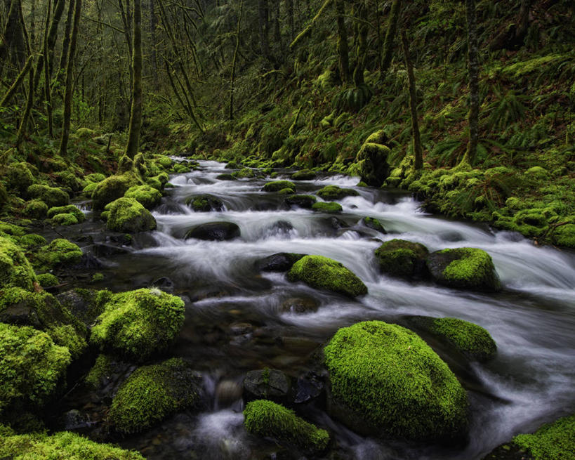 无人,横图,室外,白天,长时间曝光,美景,森林,美国,景观,苔藓,树,风景,小溪,自然,景色,摄影,生长,宁静,自然风光,俄勒冈州,哥伦比亚河谷,彩图