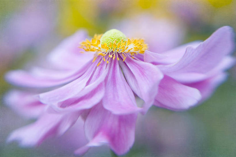 无人,横图,室外,特写,白天,英国,盛开,花蕾,花,花瓣,花朵,鲜花,一朵,粉色,自然,花苞,花蕊,摄影,银莲花,生长,脆弱,雄蕊,清新,银莲,复活节花,白金汉郡,彩图