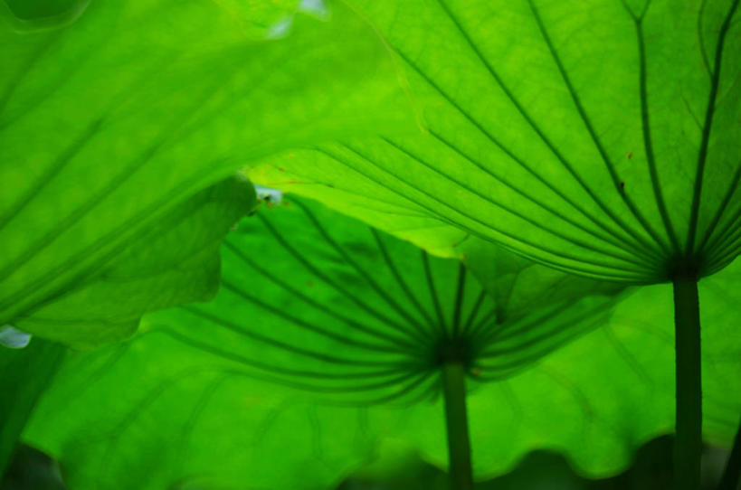 无人,横图,室外,特写,白天,莲花,叶子,澳门,茎,绿色,自然,摄影,生长,清新,叶脉,彩图