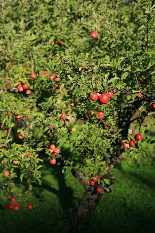无人,竖图,室外,白天,苹果,水果,日光,挪威,饮食,树,红色,摄影,生长,清新,苹果树,健康食物,彩图