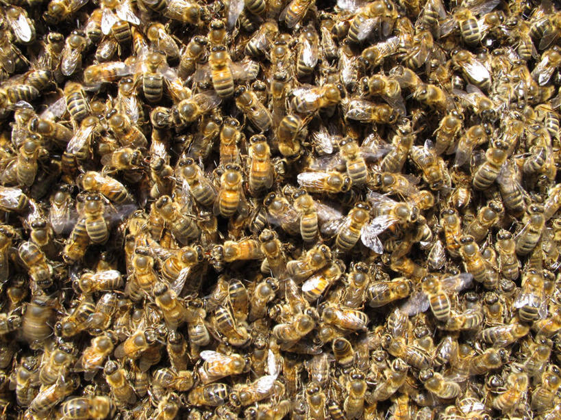 无人,横图,室外,特写,白天,背景,野生动物,蜜蜂,英国,一群,许多,很多,动物,摄影,蜂箱,彩图,全画面,全框架,全帧,全画幅