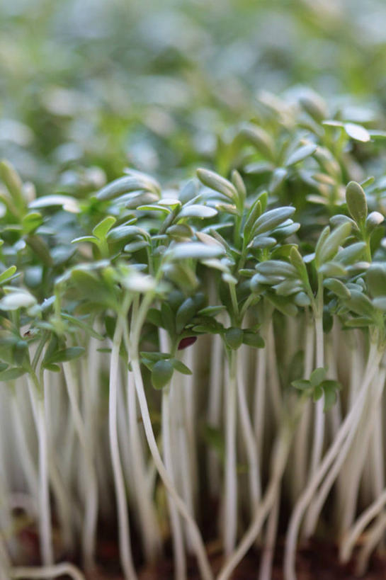 无人,竖图,室外,特写,白天,农业,蔬菜,叶子,瑞士,新鲜,食品,绿叶,饮食,食物,嫩叶,摄影,有机食品,绿色食品,生长,脆弱,清新,健康食物,豆瓣菜,叶,叶片,水芹,彩图