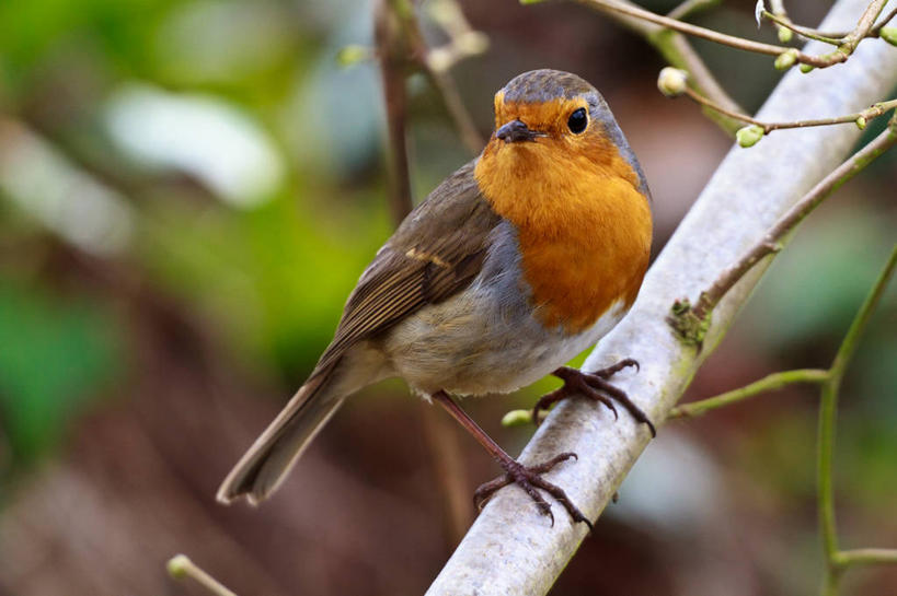 无人,横图,室外,特写,白天,野生动物,英国,鸟类,知更鸟,枝,红色,动物,摄影,栖息,怀特岛,彩图