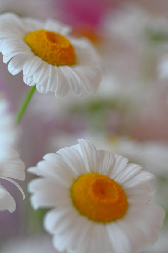 无人,竖图,室外,白天,加拿大,雏菊,花,花瓣,自然,摄影,生长,脆弱,雄蕊,清新,魁北克,蒙特利尔,彩图