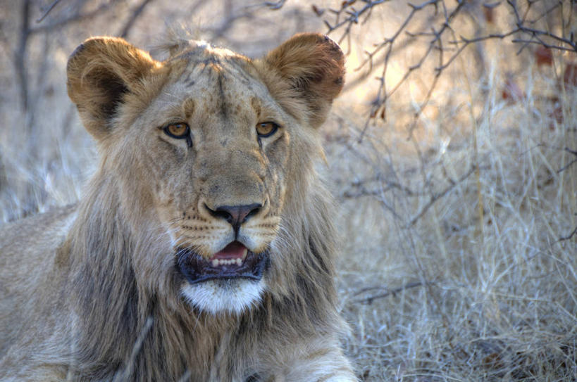 无人,横图,室外,白天,野生动物,狮子,津巴布韦,摄影,部分,维多利亚瀑布,彩图