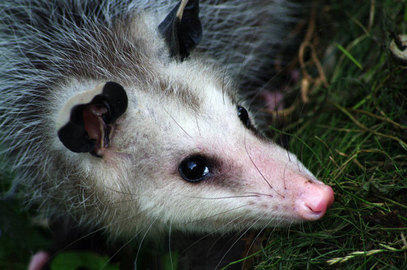 无人,横图,室外,特写,白天,野生动物,加拿大,草,动物,摄影,部分,多伦多,彩图
