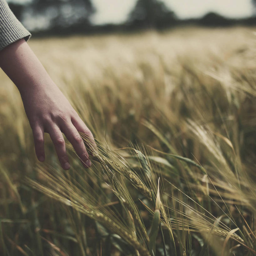 手,一个人,方图,室外,白天,农业,小麦,英国,田地,谷类,摄影,生长,部分,触摸,彩图,感知