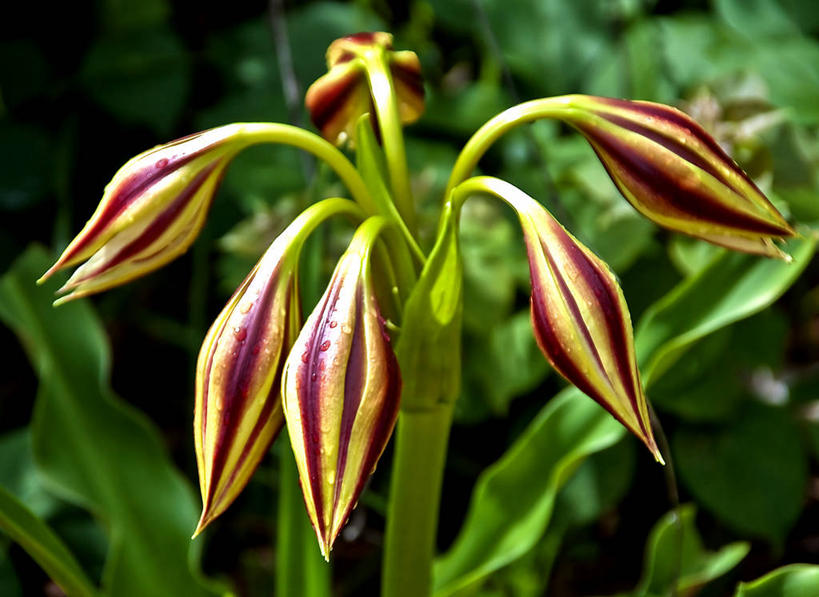 无人,横图,室外,特写,白天,冈比亚,茎,花蕾,花,摄影,生长,孤挺花,脆弱,清新,彩图