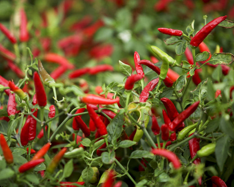 无人,横图,室外,白天,农业,辣椒,英国,丰富,香料,红色,摄影,生长,萨里市,红辣椒,彩图