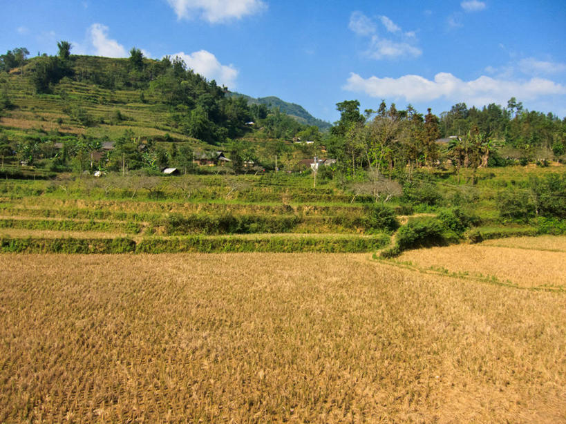无人,横图,室外,白天,农业,美景,山,越南,亚洲,稻田,景观,乡村,云,树,天空,自然,景色,摄影,东南亚,生长,宁静,自然风光,越南社会主义共和国,彩图,老街省,沙坝县