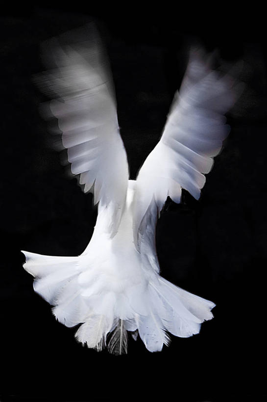 无人,竖图,特写,运动模糊,野生动物,西班牙,黑色背景,斑鸠,鸟类,飞,白色,摄影,大西洋群岛,彩图,影棚拍摄