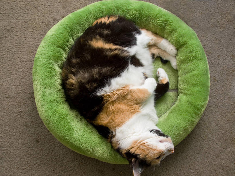 无人,横图,俯视,室内,白天,地毯,猫,美国,家畜,放松,摄影,俄亥俄州,睡觉,彩图,高角度拍摄,宠物床,小睡