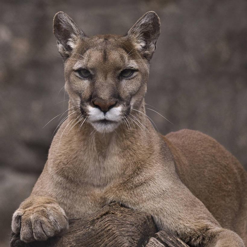 无人,方图,室外,白天,哺乳动物,野生动物,狮子,美国,雌狮,宏伟,动物,趴着,摄影,肖像,凶猛,新泽西,残暴,凶残,彩图