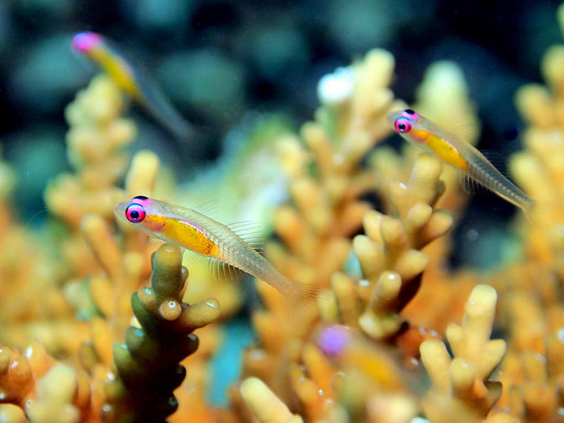 无人,横图,室外,白天,海洋,热带鱼,野生动物,马尔代夫,四只,珊瑚,摄影,热带气候,印度洋,虾虎鱼,马累,马累岛,彩图