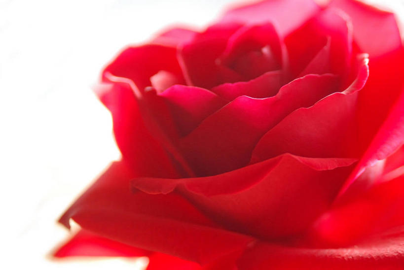 无人,横图,特写,白色背景,仙台,日本,盛开,花蕾,花,花瓣,花朵,鲜花,一朵,红色,花苞,花蕊,摄影,脆弱,清新,彩图,影棚拍摄