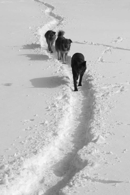 无人,竖图,俯视,室外,白天,狗,三只,弯曲,黑色,家畜,寒冷,摄影,塞尔维亚,步行,彩图,高角度拍摄