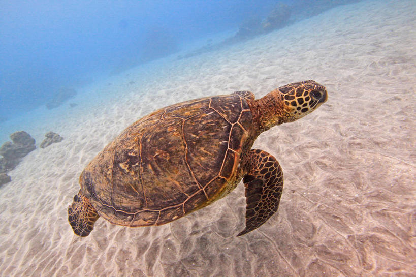 游泳,无人,横图,室外,白天,海底,美国,摄影,太平洋,绿蠵龟,夏威夷群岛,太平洋岛屿,彩图,毛伊岛