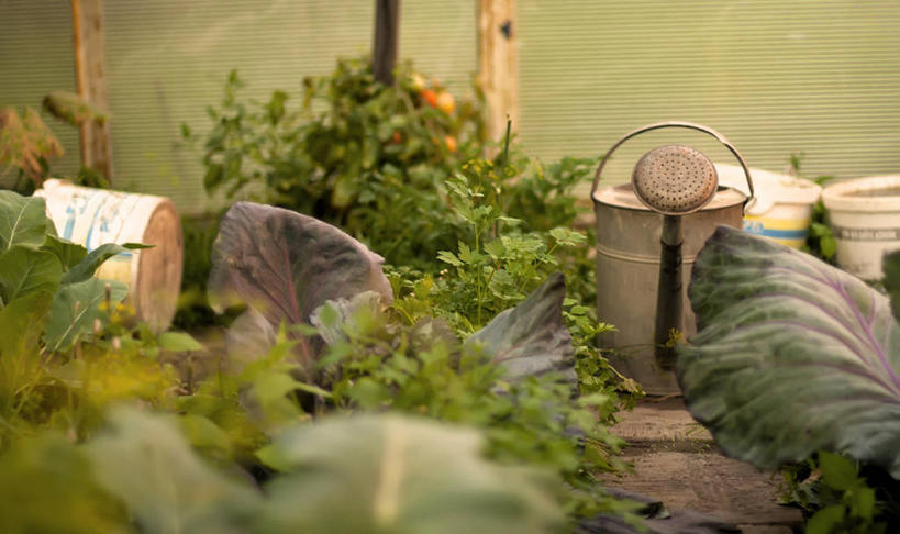 无人,横图,室内,白天,蔬菜,叶子,喷壶,园艺,温室,摄影,有机食品,生长,捷克共和国,阳光房,彩图