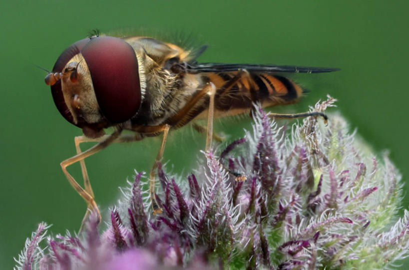 无人,坐,横图,室外,特写,白天,野生动物,英国,绿色背景,昆虫,薄荷叶,自然,动物,摄影,授粉,食蚜蝇,彩图