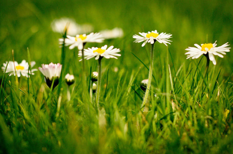 无人,横图,室外,特写,白天,英国,茎,花蕾,草,雏菊,花,花瓣,白色,自然,摄影,生长,脆弱,雄蕊,清新,彩图