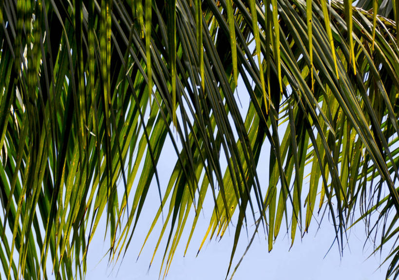 无人,横图,室外,白天,叶子,菲律宾,树,自然,摄影,宁静,棕榈叶,万里无云,椰子树,彩图