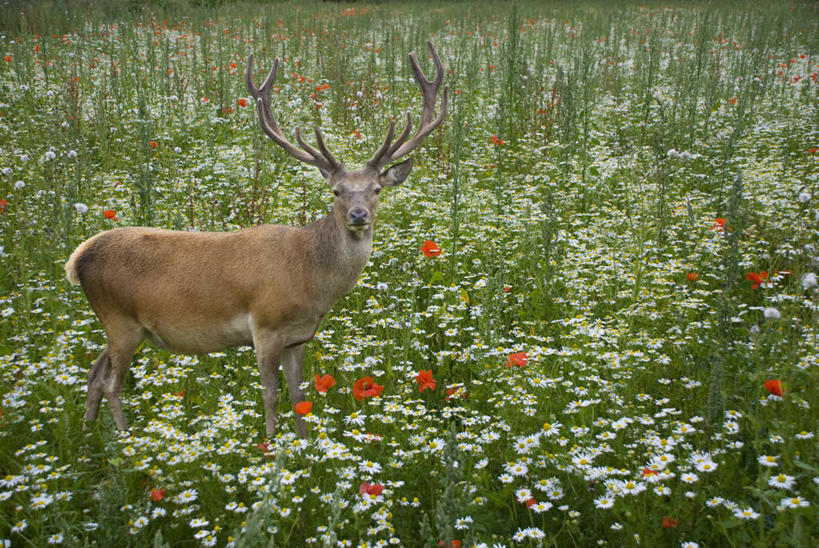 无人,横图,室外,白天,旅游,度假,美景,鹿,野生动物,英国,景观,田地,娱乐,雏菊,自然,享受,休闲,景色,放松,摄影,生长,自然风光,雄鹿,肖像,彩图