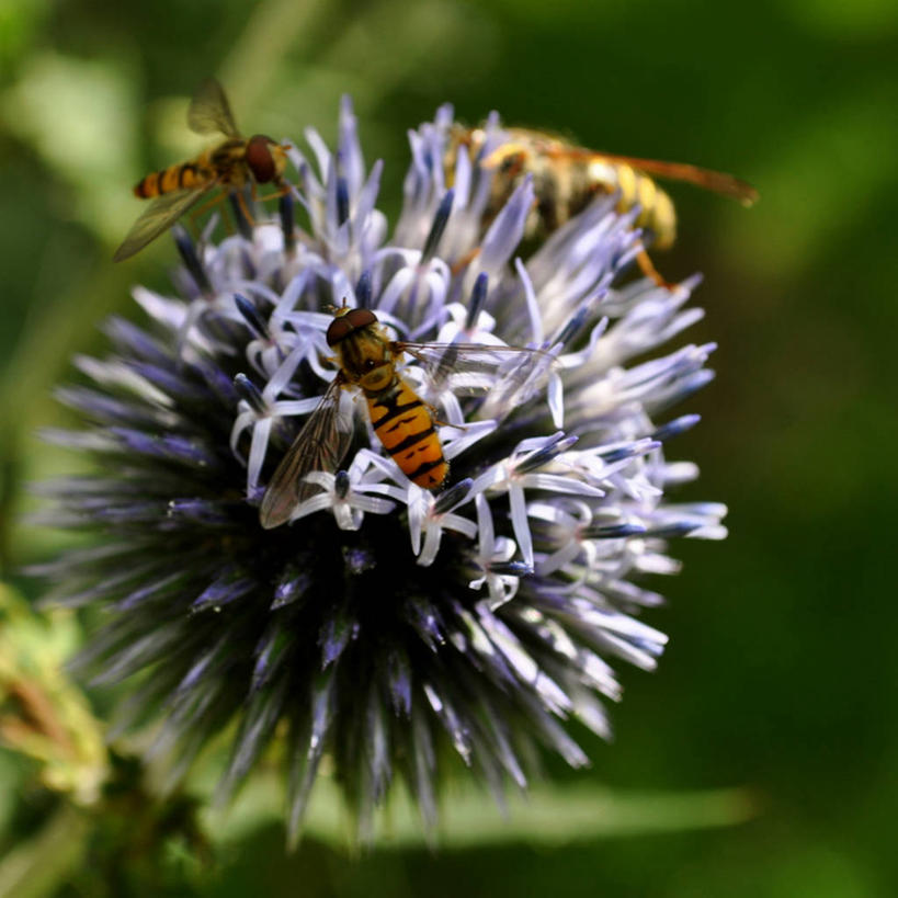 无人,竖图,室外,特写,白天,野生动物,英国,三只,昆虫,花,摄影,清新,授粉,蓝刺头,食蚜蝇,彩图