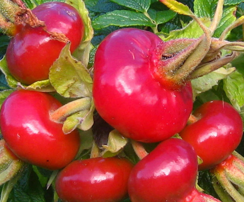 无人,横图,室外,特写,白天,浆果,叶子,爱尔兰,饮食,红色,摄影,清新,健康食物,蔷薇果,彩图